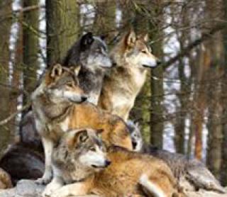 Wolf Sanctuary